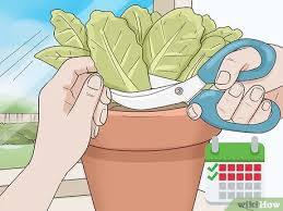 Lettuce Black Seeded Simpson Seed
