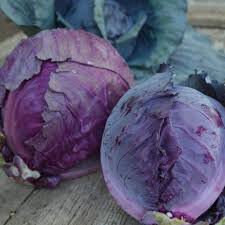 Cabbage Red Acre Seed