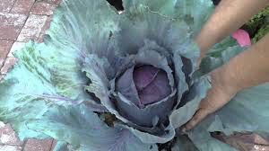 Cabbage Red Acre Seed