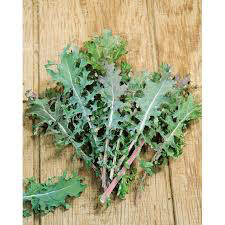 Kale Red Russian Seed