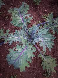 Kale Red Russian Seed