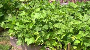 Bean bush lake seed organic