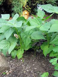 Bean bush lake seed organic