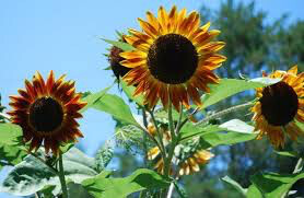 Sunflower Evening Sun Seed
