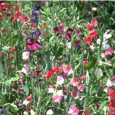 Sweet Peas Old Spice Heritage Mix Seed
