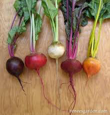 Beet Gourmet Blend Seed