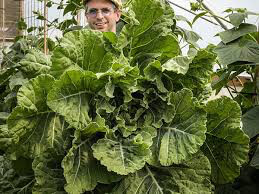 Collards Georgia Green Seed