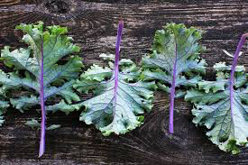 Kale Red Russian Seed