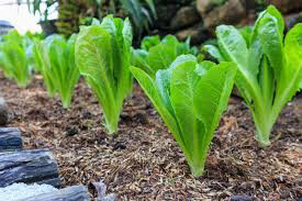 Lettuce Romaine Seed