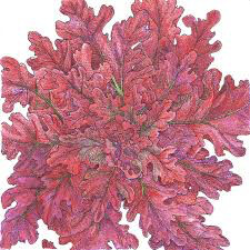 Lettuce Red Salad Bowl Seed