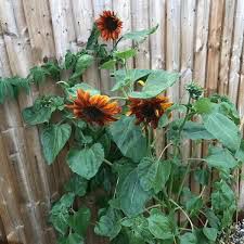 Sunflower Red Sun Seed