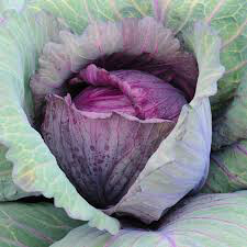 Cabbage Red Acre Seed