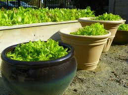 Lettuce Black Seeded Simpson Seed