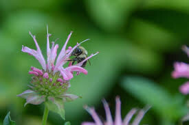 Beneficial Bug Mixture Seed