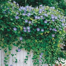 Morning Glory Heavenly Blue Seed