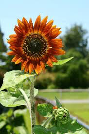 Sunflower Evening Sun Seed