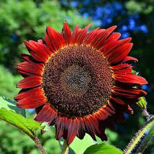 Sunflower Red Sun Seed