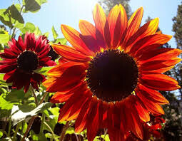 Sunflower Red Sun Seed
