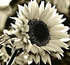 Sunflower Italian White Seed