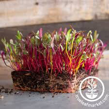 Beet Gourmet Blend Seed