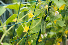 Cucumber Early Spring Burpless Organic Seed