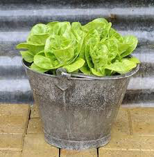 Lettuce Buttercrunch Seed