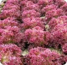 Lettuce Red Salad Bowl Seed