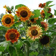 Sunflower Evening Sun Seed