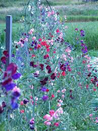 Sweet Peas Old Spice Heritage Mix Seed