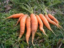 Carrot Scarlet Nantes Coreless Seed