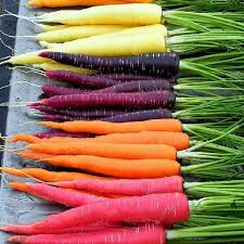 Carrot Rainbow Organic Mixed Seed