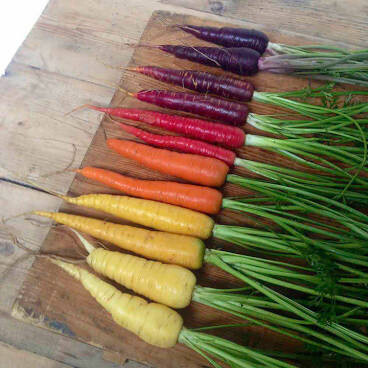 Carrot Rainbow Organic Mixed Seed