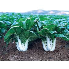 Cabbage Chinese Pac Choi Seed