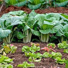 Cabbage Chinese Pac Choi Seed