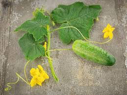 Cucumber Boston Pickling Heritage Seed