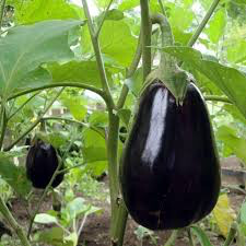 Eggplant Black Beauty Seed