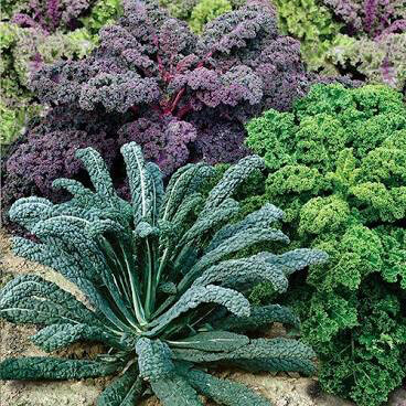 Kale Nancy&#39;s Baby Leaf Blend Organic Seed