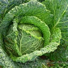 Cabbage Savoy Perfection Seed