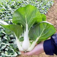 Cabbage Chinese Pac Choi Seed