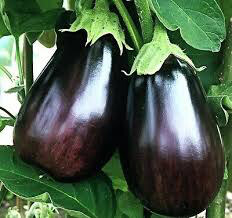 Eggplant Black Beauty Seed