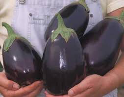 Eggplant Black Beauty Seed