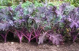 Kale Red Russian Seed