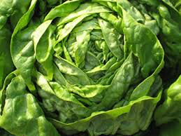 Lettuce Buttercrunch Seed