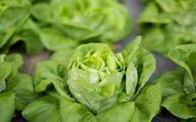 Lettuce Buttercrunch Seed