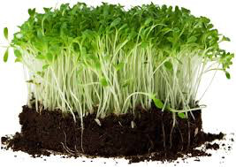 Lettuce Romaine Seed