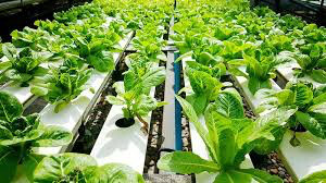 Lettuce Romaine Seed