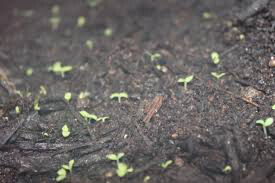 Lettuce Black Seeded Simpson Seed