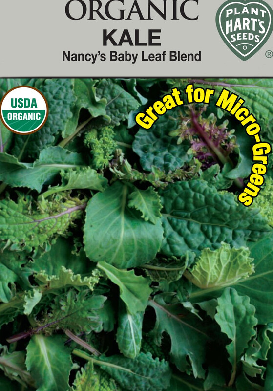 Kale Nancy&#39;s Baby Leaf Blend Organic Seed