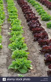 Lettuce Romaine Seed