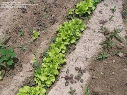 Lettuce Black Seeded Simpson Seed